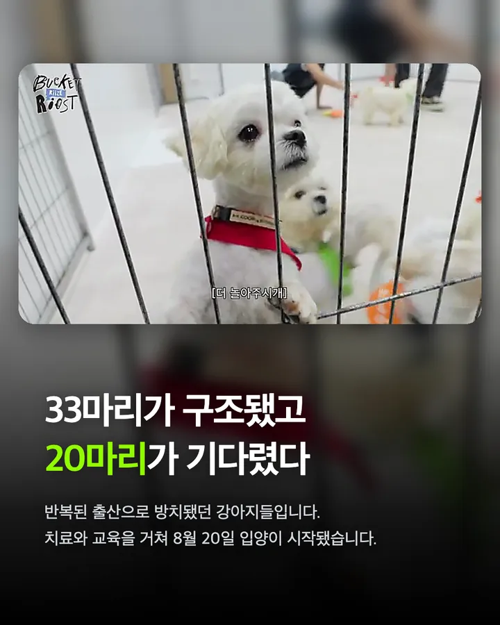 라이즈가 만난 강아지들, 전원 입양 확정 카드 3