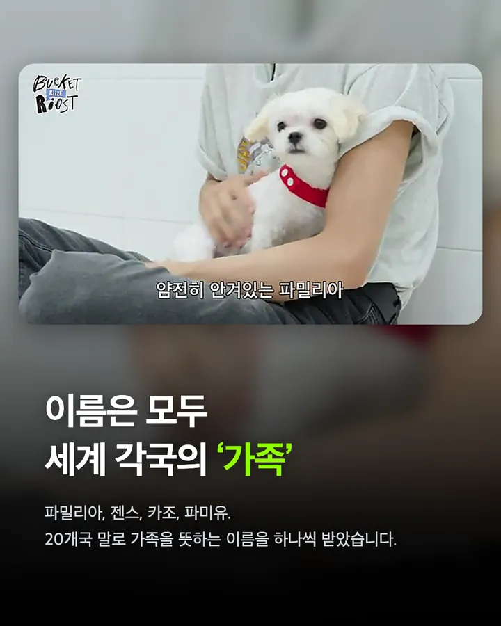 라이즈가 만난 강아지들, 전원 입양 확정 카드 4