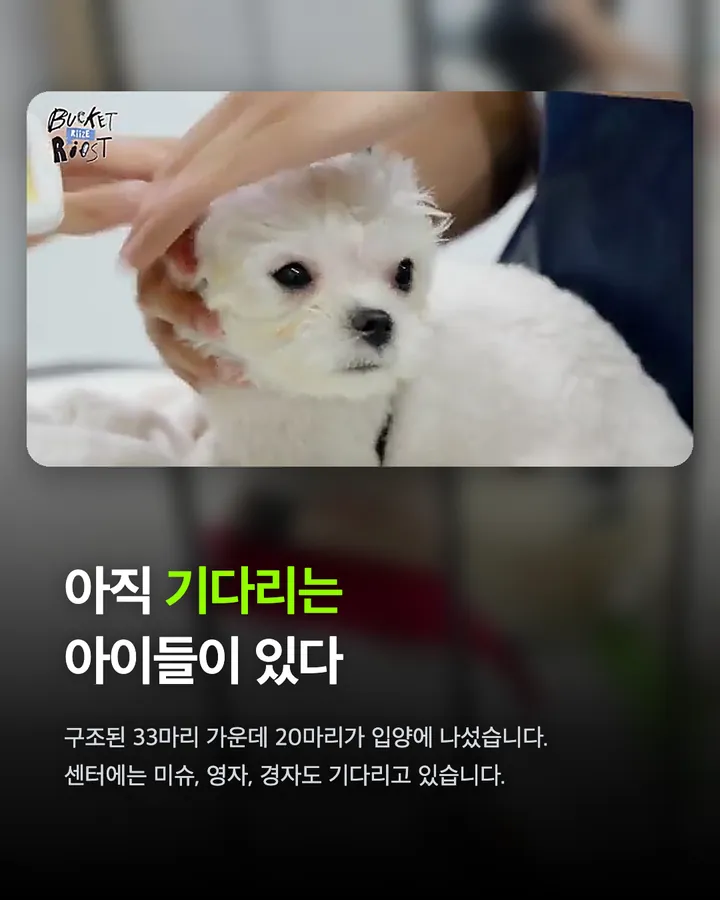 라이즈가 만난 강아지들, 전원 입양 확정 카드 6