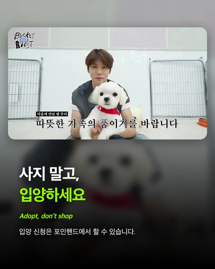 라이즈가 만난 강아지들, 전원 입양 확정 카드 7